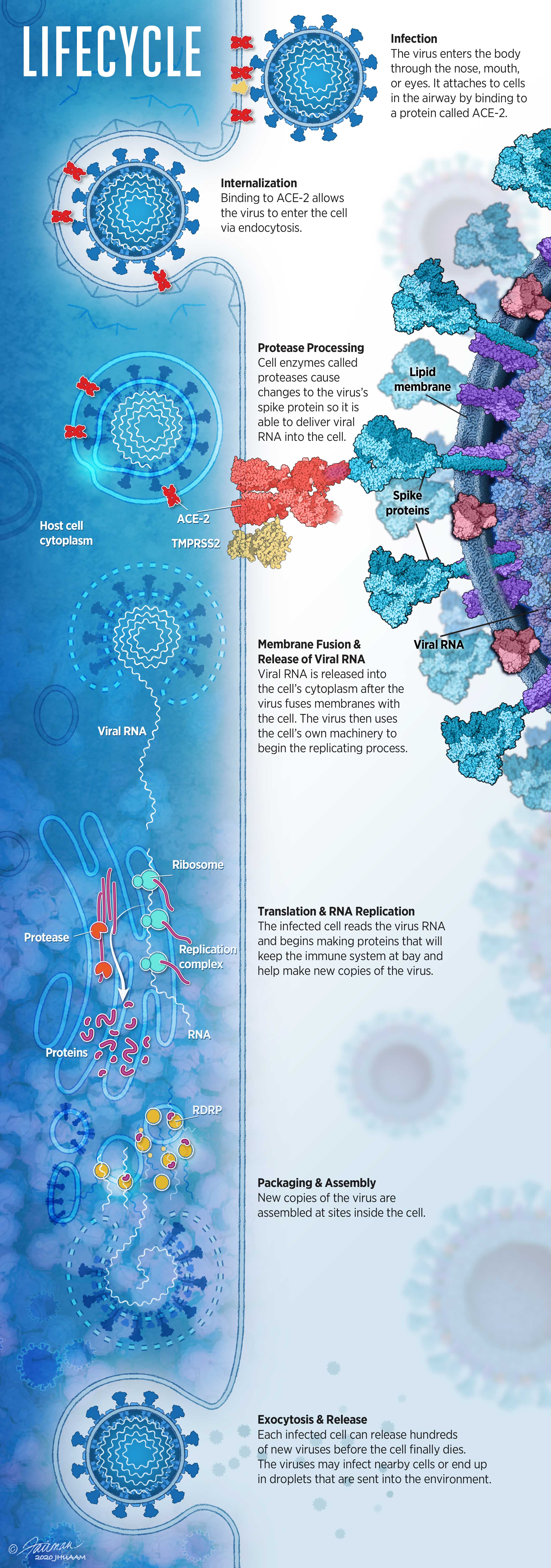 Infection The virus enters the body through the nose, mouth, or eyes. It attaches to cells in the airway by binding to a protein called ACE-2.  Internalization Binding to ACE-2 allows the virus to enter the cell via endocytosis.  Protease Processing Cell enzymes called proteases causechanges to the virus’s spike protein so it isable to deliver viral RNA into the cell.  Membrane Fusion & Release of Viral RNA Viral RNA is released intothe cell’s cytoplasm after the virus fuses membranes withthe cell. Th