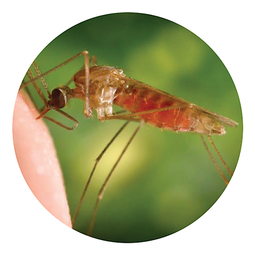 Close up photograph of a mosquito drawing blood.