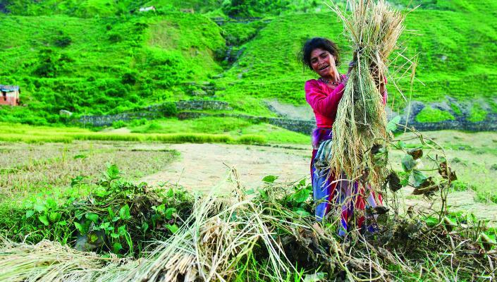 a woman carries brush cuttings in Nepal