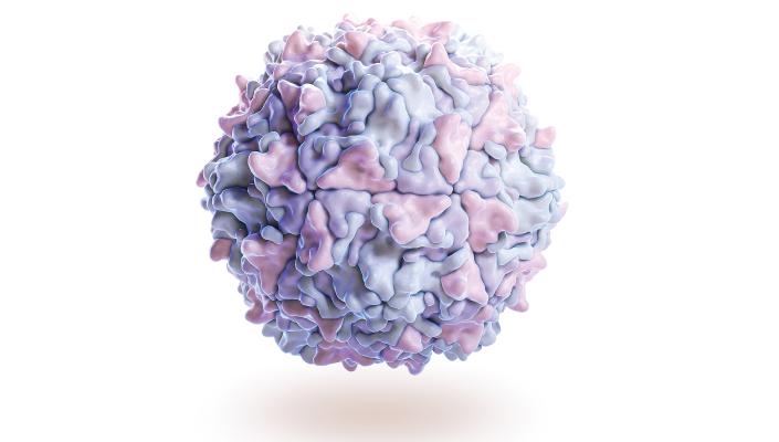 illustration of a poliovirus