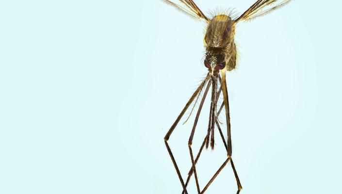 Image of a mosquito