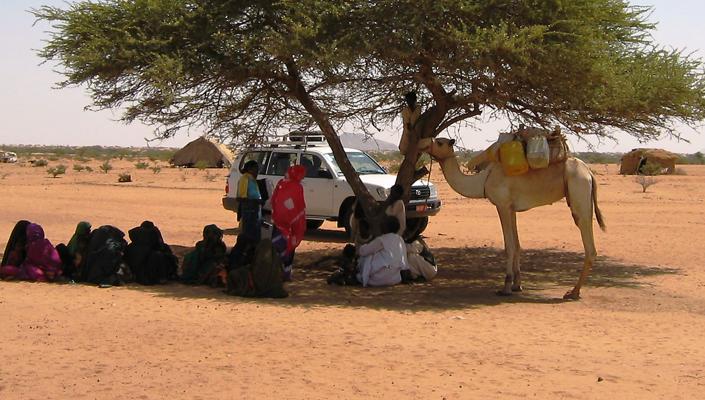 Researchers talk with herdsmen in the shade of an isolated tree; a white SUV and a camel are in the background