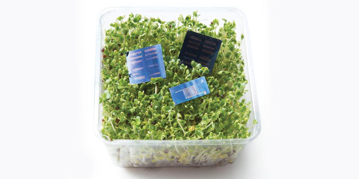 photo of a tray of alfalfa sprouts with computer chips