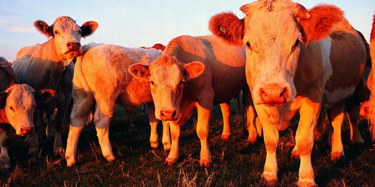 4 cows look directly at the camera