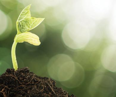 a seedling emerges from soil