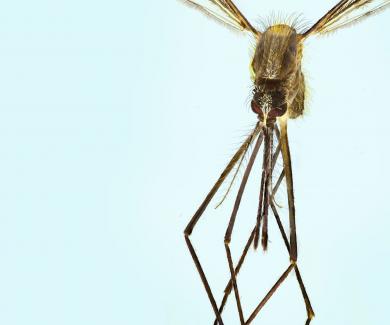 Image of a mosquito