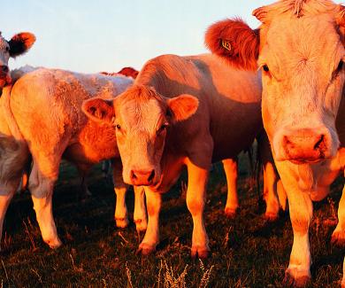 4 cows look directly at the camera