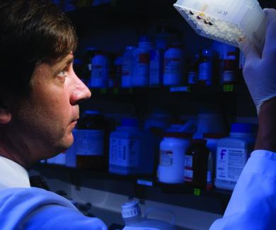 David Sullivan holds a tray of samples up to the light